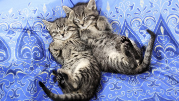 Картинка животные коты котята серые сон покрывало