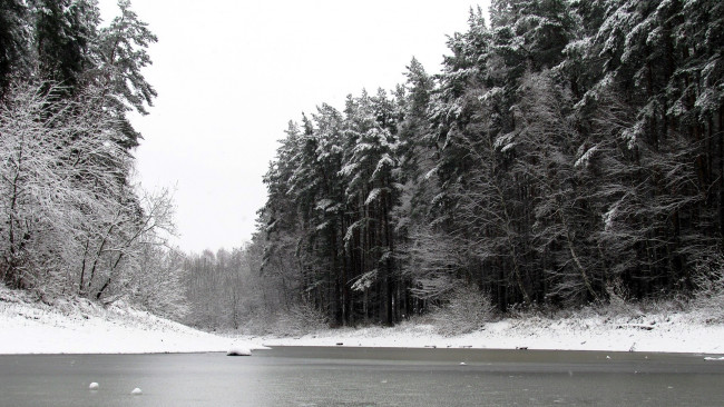 Обои картинки фото природа, реки, озера, пруд, зима, лес, снег, сосны