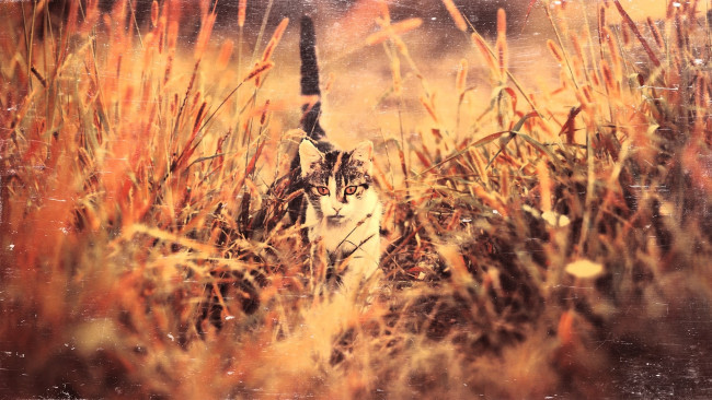 Обои картинки фото животные, коты, кот, трава
