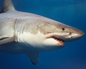Картинка животные акулы