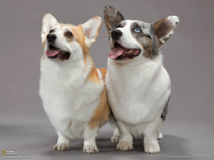 Картинка животные собаки собака фон