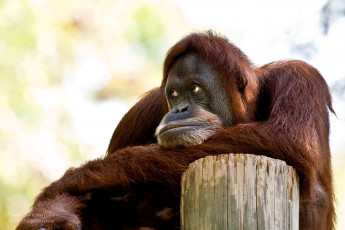 Картинка животные обезьяны рыжий задумчивый орангутанг