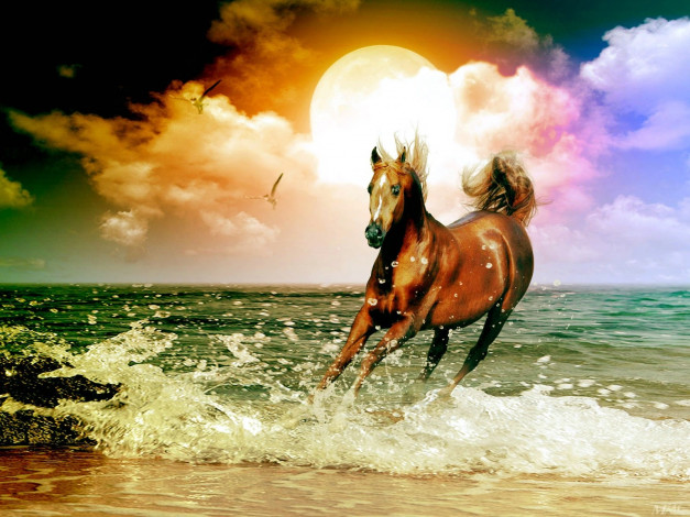Обои картинки фото рисованные, животные, лошади, море, конь, лошадь