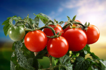 Картинка еда помидоры ветка томаты