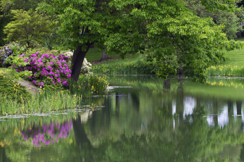 Картинка природа парк водоём дерево цветы