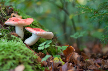 Картинка природа грибы сыроежки