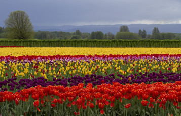 Картинка природа поля тюльпаны цветы