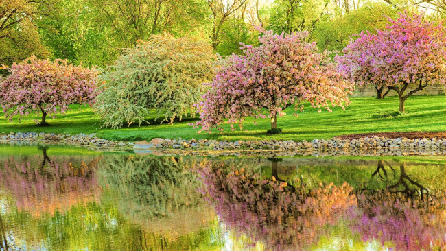 Обои картинки фото природа, парк, дервья, река, отражение, весна, цветение