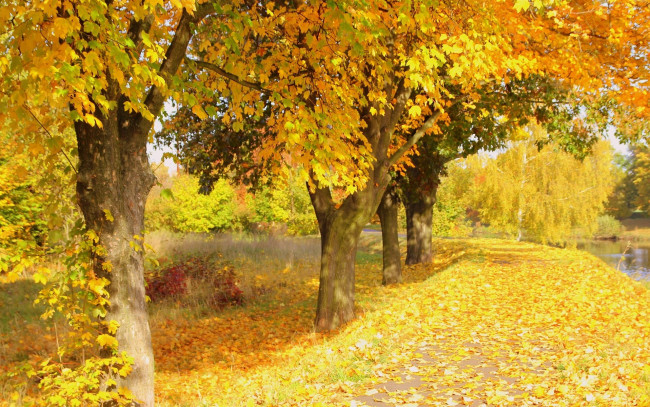 Обои картинки фото природа, деревья, клены, листья, осень