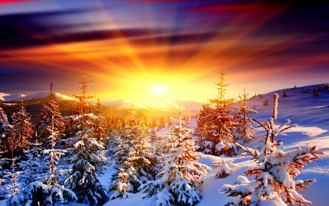 Обои картинки фото природа, восходы, закаты, снег, зима, рассвет, солнце, зарево, ели
