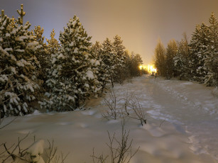 Картинка природа зима лес ели снег