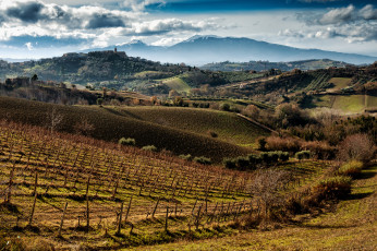 Картинка природа поля холлмы виноградники горизонт горы