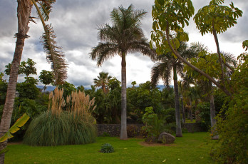 Картинка испания+канары+тенерифепуэрто-де-ла-крус природа парк испания канары тенерифе пальмы трава