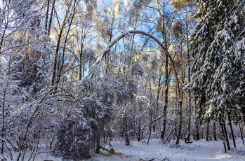 Картинка природа зима снег лес деревья