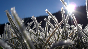 Картинка природа макро трава лед