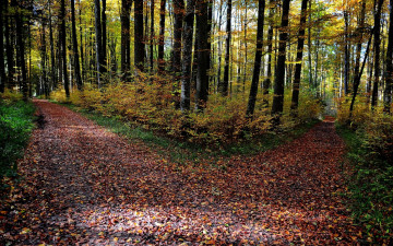 обоя природа, дороги, дорожки, деревья, лес, листья, осень