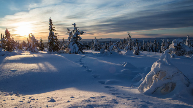 Обои картинки фото norway, природа, зима, норвегия, следы, ели, снег