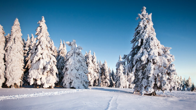 Обои картинки фото природа, зима, деревья, снег, winter, snow, trees