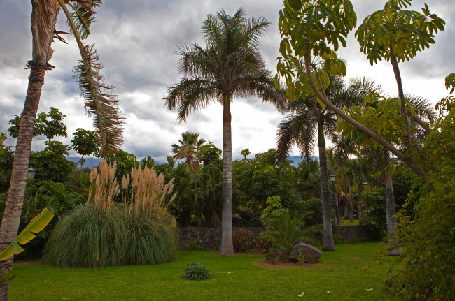 Обои картинки фото испания канары тенерифепуэрто-де-ла-крус, природа, парк, испания, канары, тенерифе, пальмы, трава