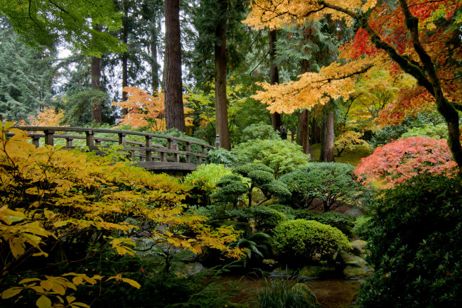 Обои картинки фото portland japanese garden,  oregon, природа, парк, сша, japanese, garden, орегон, portland, пруд, деревья, кусты, мостик