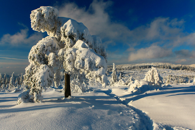 Обои картинки фото природа, зима, дерево, снег, сугробы
