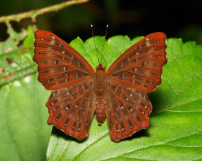 Картинка животные бабочки +мотыльки +моли узор itchydogimages усики крылья бабочка макро