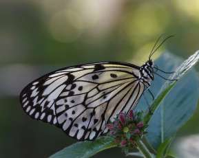 Картинка животные бабочки +мотыльки +моли bob decker макро бабочка фон крылья усики насекомое листья
