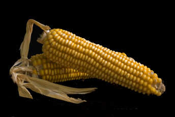 Картинка еда кукуруза початок
