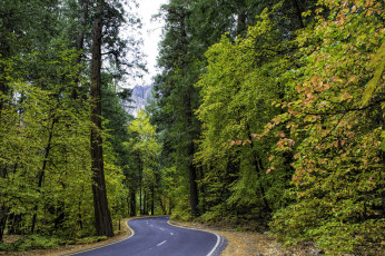 Картинка природа дороги лес шоссе