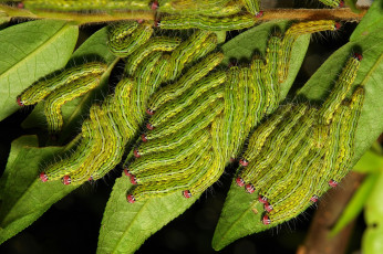 Картинка животные гусеницы itchydogimages макро насекомые листья много