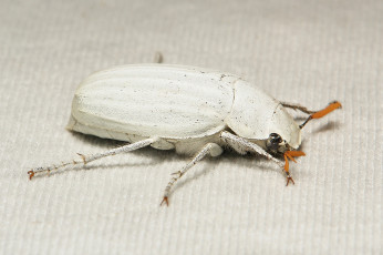Картинка животные насекомые itchydogimages макро жук белый