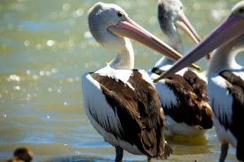 Картинка животные пеликаны птицы вода