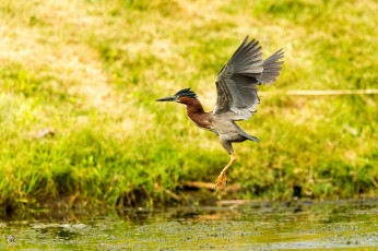 Картинка животные птицы птица хохолок крылья зелень трава