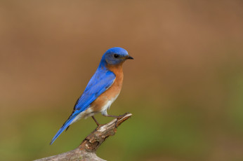 Картинка животные птицы ветка птица синяя фон