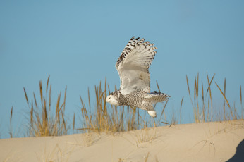 Картинка животные совы песок трава сова птица летит