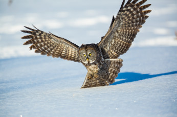 Картинка животные совы сова птица летит снег крылья