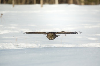 Картинка животные совы сова птица зима снег