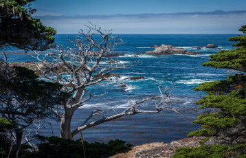 Картинка природа побережье океан скалы волны лес