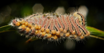 Картинка животные гусеницы лист много макро волосатые itchydogimages