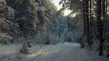 Картинка природа зима лес снег тракт