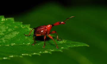 Картинка животные насекомые itchydogimages макро насекомое жук