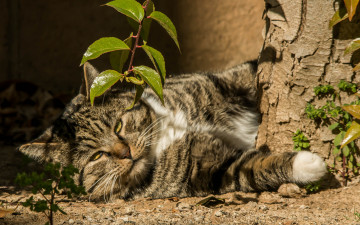 Картинка животные коты лежит кот листья