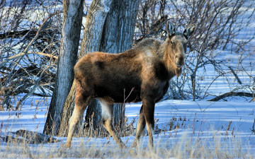 Картинка животные лоси дерево снег лось