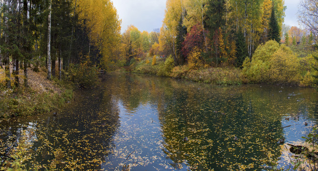 Обои картинки фото природа, реки, озера, осень, лес, река, листва