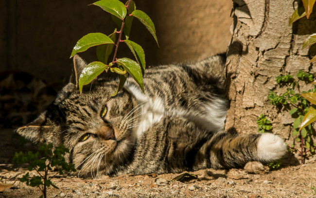 Обои картинки фото животные, коты, лежит, кот, листья