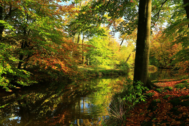 Обои картинки фото природа, реки, озера, лес, осень, деревья, река
