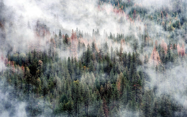 Обои картинки фото природа, лес, деревья, туман, панорама, склон