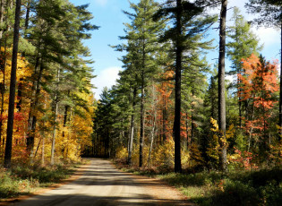 Картинка природа дороги осень сосны лес