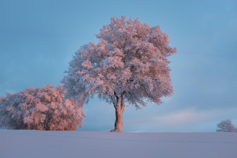 Картинка природа деревья зима иней мороз снег дерево
