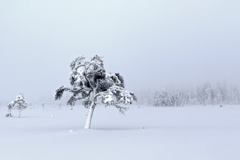 Картинка природа зима снег поле дерево